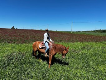 American Quarter horse QH- valach 5 let - 3