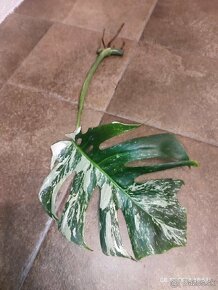 MOnstera Albo variegata - odrezky od 10-15€ na predaj - 3