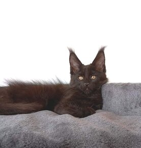 Maine Coon s PP - 3