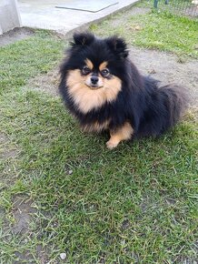 Pomeranian fenka - 3