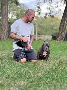 American Bully Pocket - 3