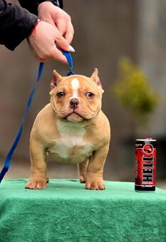 American Bully Micro Fenka - 3