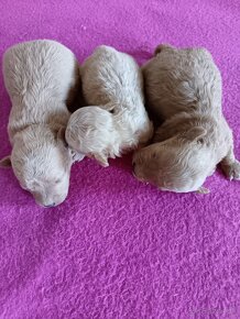 Maltipoo mini,Maltipo - 3