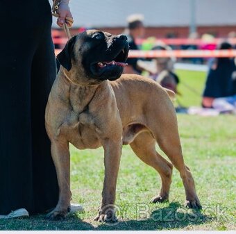 Boerboel štěňata (FCI Pp) - 3