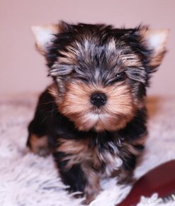 Yorkshire terrier fenka - 3