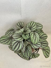 Peperomia Mystique - 3