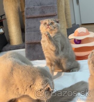 Scottish Fold , Scottish Straight - 3