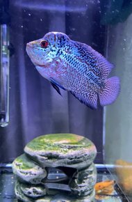 Flowerhorn samček č.3 - 3