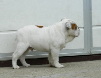 Anglický bulldog - 3