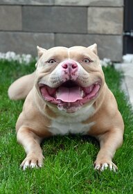 American Bully krytie - 3