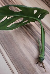 Monstera adansonii - 3