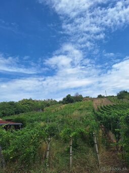 Na predaj dva viničné domčeky s vinicou, Strekov - 3