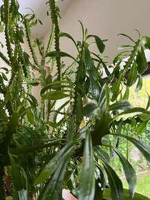 Predám veľký kaktus Euphorbia trigona-výška 200 cm - 3