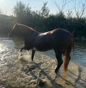 Prodám kobylu Arab x Haflinger - 3