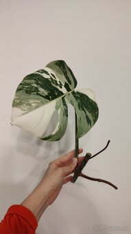 Monstera albo variegata - 3