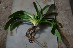 Paphiopedilum Mrs. White - 3