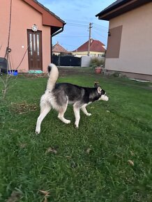 Husky (ZEUS) - 3