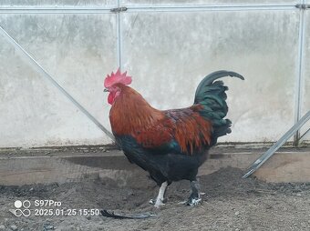 Marans medenokrky - 3