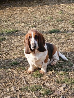 Basset , basset hound , baset - 3