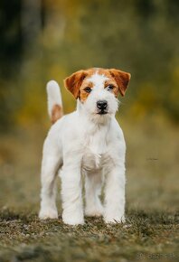 Jack russell terier - 3