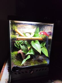 Terarium Exo terra - 3