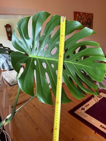 Predam monsteru MONSTERA XL - 3