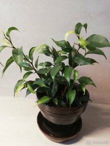 Ficus benjamina - 3