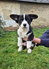 Welsh corgi cardigan štaniatka s PP - 3