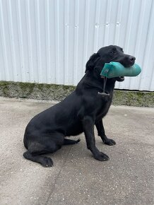 Labrador Retriever s PP - 3