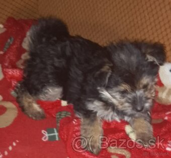 Yorkshire terrier 70€ - 3