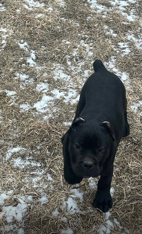 Šteniatko Cane Corso – úplne čierny psík - 3