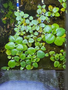 Lemna minor, Limnobium laevigatum, Salvinia natans - 3