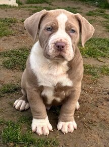 American Bully Xl - 3