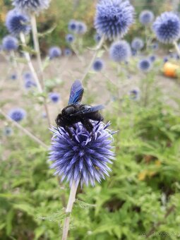 Echinops bannaticus "Blue Glow" - Ježibaba modrá - 3