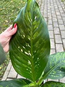 Dieffenbachia Crocodile - 3