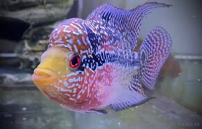 Flowerhorn samička Č. 1 - 3