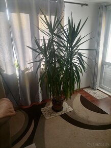 Yucca/Jukka - 3