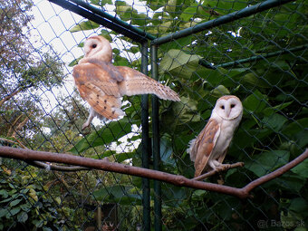 Sova pálená (Tyto alba) - 3