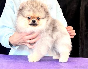 Pomeranian - 3