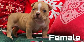 American Bully Pocket - 3