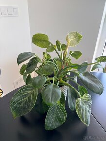 Philodendron ‘Birkin’ - 3