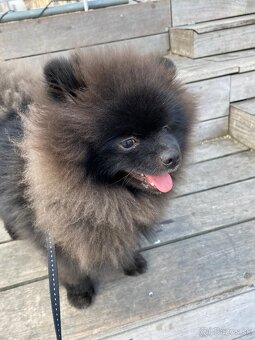 Pomeranian - 3