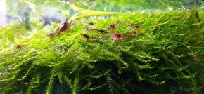 Mach do akvária - Creeping moss (Vesicularia sp.) - 3