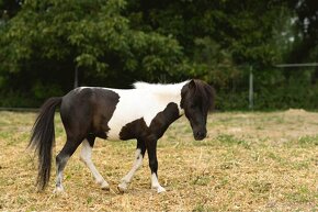 Minihorse na predaj - Showmer Quido - 3