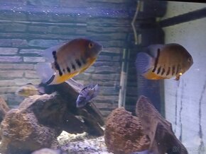 Heros severum - 3