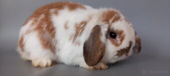 Mini Lop - 3