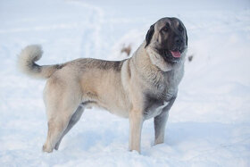 Kangal na krytie s PP - 3