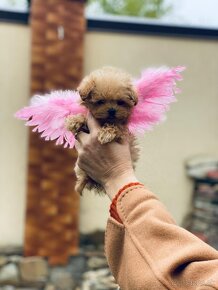 Teacup Maltipoo / doodle/ - 3