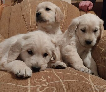 Zlatý (golden) retriever - šteniatka - 3