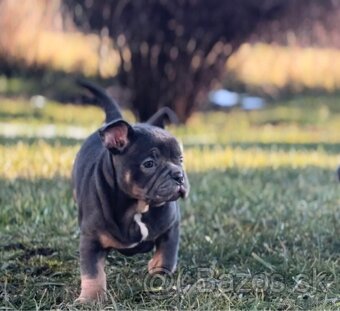 American Bully micro - 3